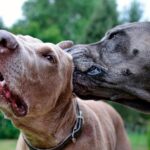 perro oliendo el oido de otro perro con malassezia