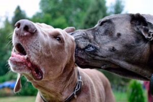 perro oliendo el oido de otro perro con malassezia