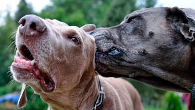 perro oliendo el oido de otro perro con malassezia