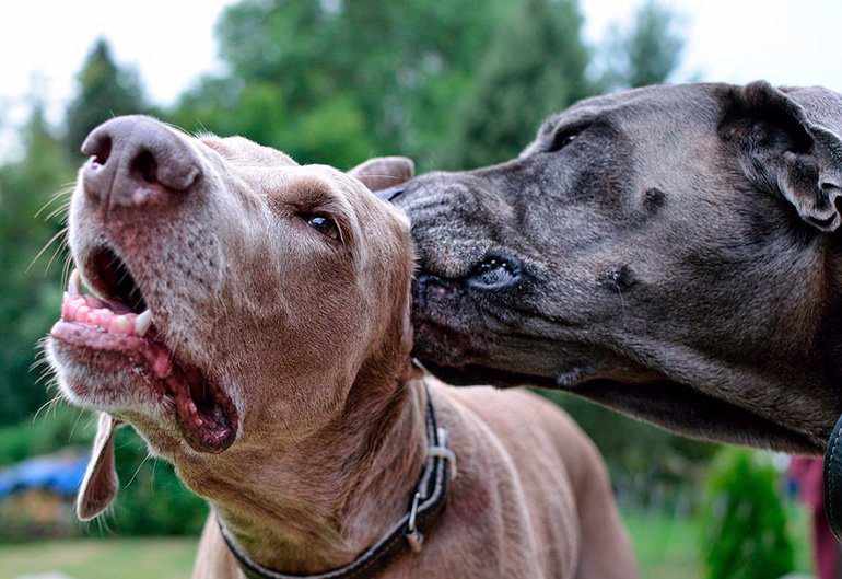 perro oliendo el oido de otro perro con malassezia