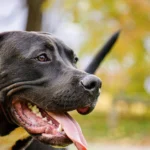 perro pitbull en la calle