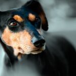 perro prediciendo muerte