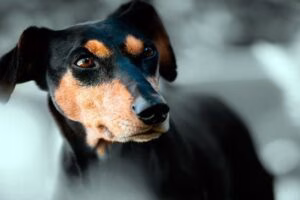 perro prediciendo muerte