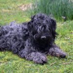 perro puli