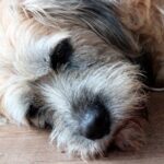 perro que padece dolor