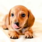 perro relamiendose