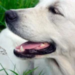 perro retriever blanco