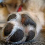 perro tumbado en casa