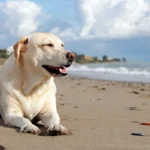 perro tumbado en la playa