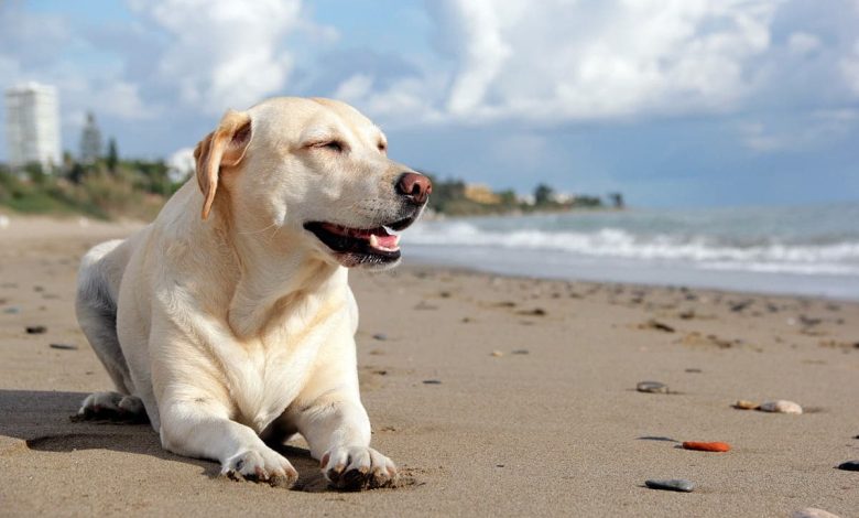 perro tumbado en la playa