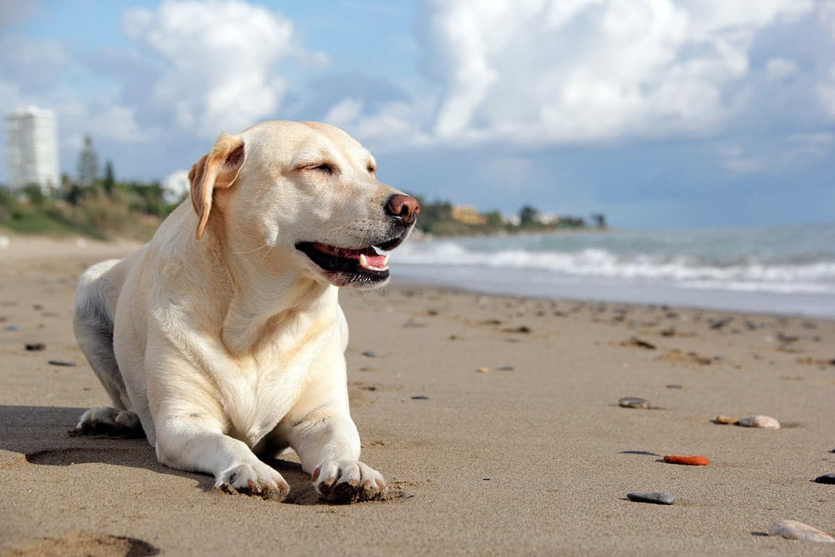 perro tumbado en la playa