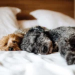 perros durmiendo sobre una cama