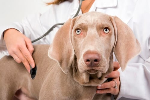 perro pasando una revisión veterinaria