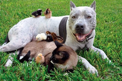 Pitbull con otros animales