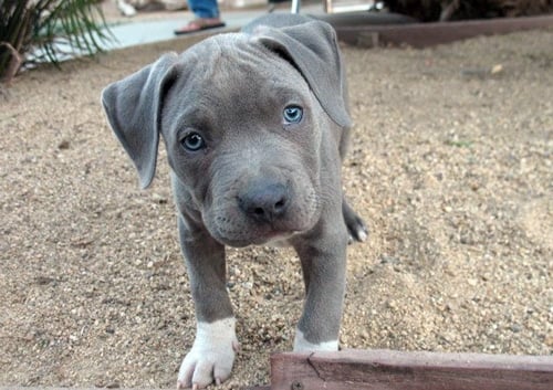 cachorro de pitbull blue