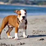 pitbull cachorro