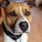 pitbull terrier
