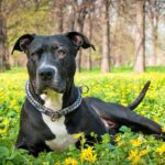 pitbull tumbado en el jardçín