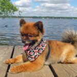 spitz mini