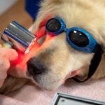 tratamiento de radioterapia a perro con cancer
