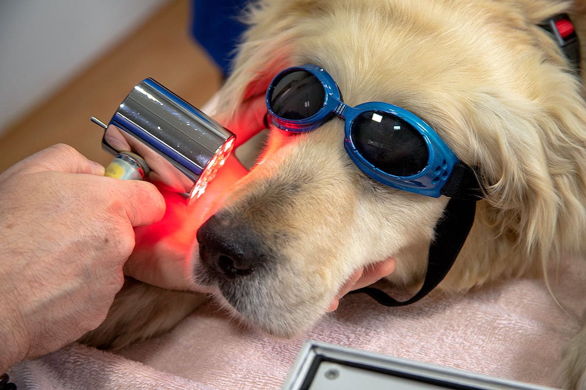 tratamiento de radioterapia a perro con cancer