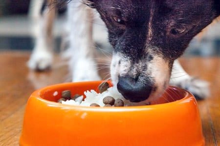 perro comiendo arroz