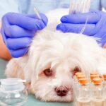 aplicando tratamiento de acupuntura en un perro