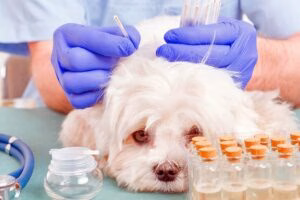 aplicando tratamiento de acupuntura en un perro