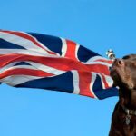bandera inglesa con labrador retriever