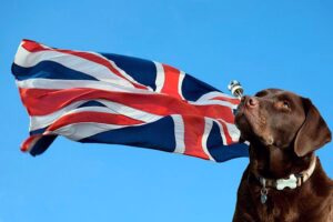 bandera inglesa con labrador retriever