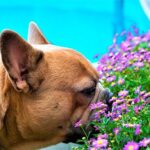 bulldog francés oliendo unas flores