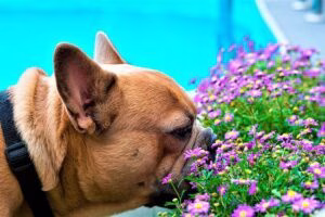 bulldog francés oliendo unas flores
