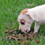 cachorro comiendo heces animales