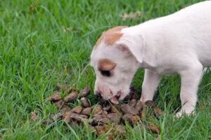 cachorro comiendo heces animales