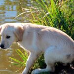 cachorro de perro bebiendo agua estancada