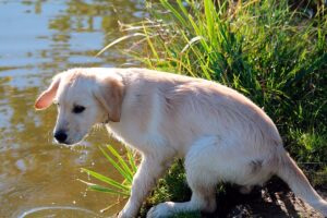 cachorro de perro bebiendo agua estancada