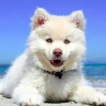cachorro tomando el sol en la playa