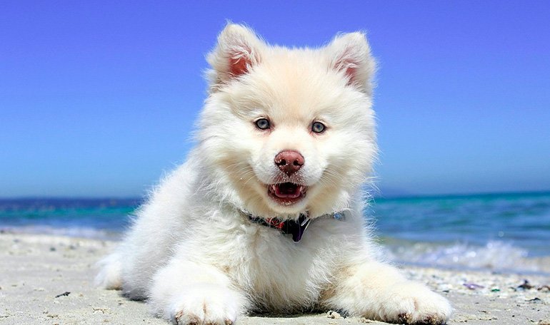 cachorro tomando el sol en la playa