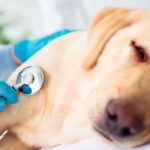 escuchando el corazon de un perro