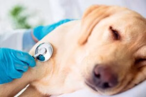 escuchando el corazon de un perro