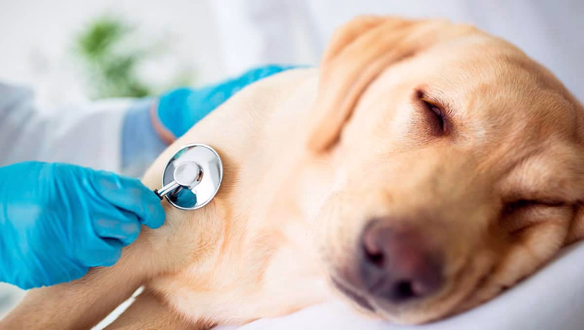 escuchando el corazon de un perro