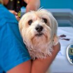 medicion veterinaria de glucosa a un perro diabetico