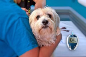 medicion veterinaria de glucosa a un perro diabetico