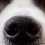 nariz de un perro
