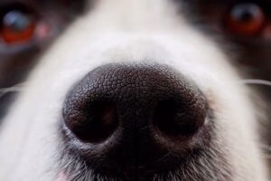 nariz de un perro