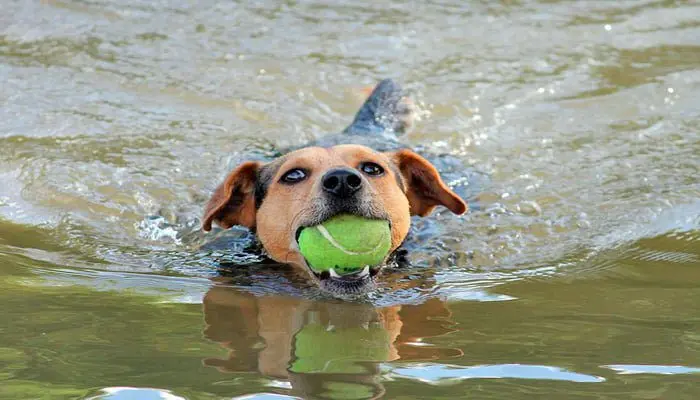 Perro nadando
