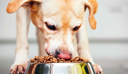 perro comiendo pienso con arroz