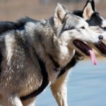 pareja de perros husky siberiano
