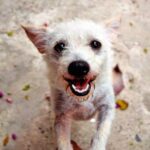 perro adoptado pelon