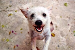 perro adoptado pelon